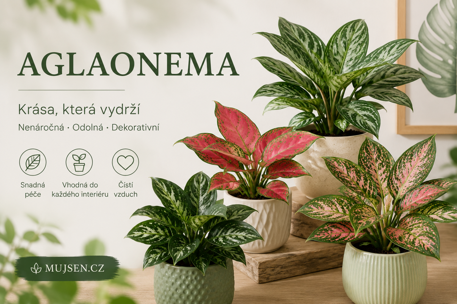 Pokojová rostlina Aglaonema v zelených a růžových kultivarech v květináčích. Nenáročná, odolná a dekorativní rostlina vhodná do každého interiéru.