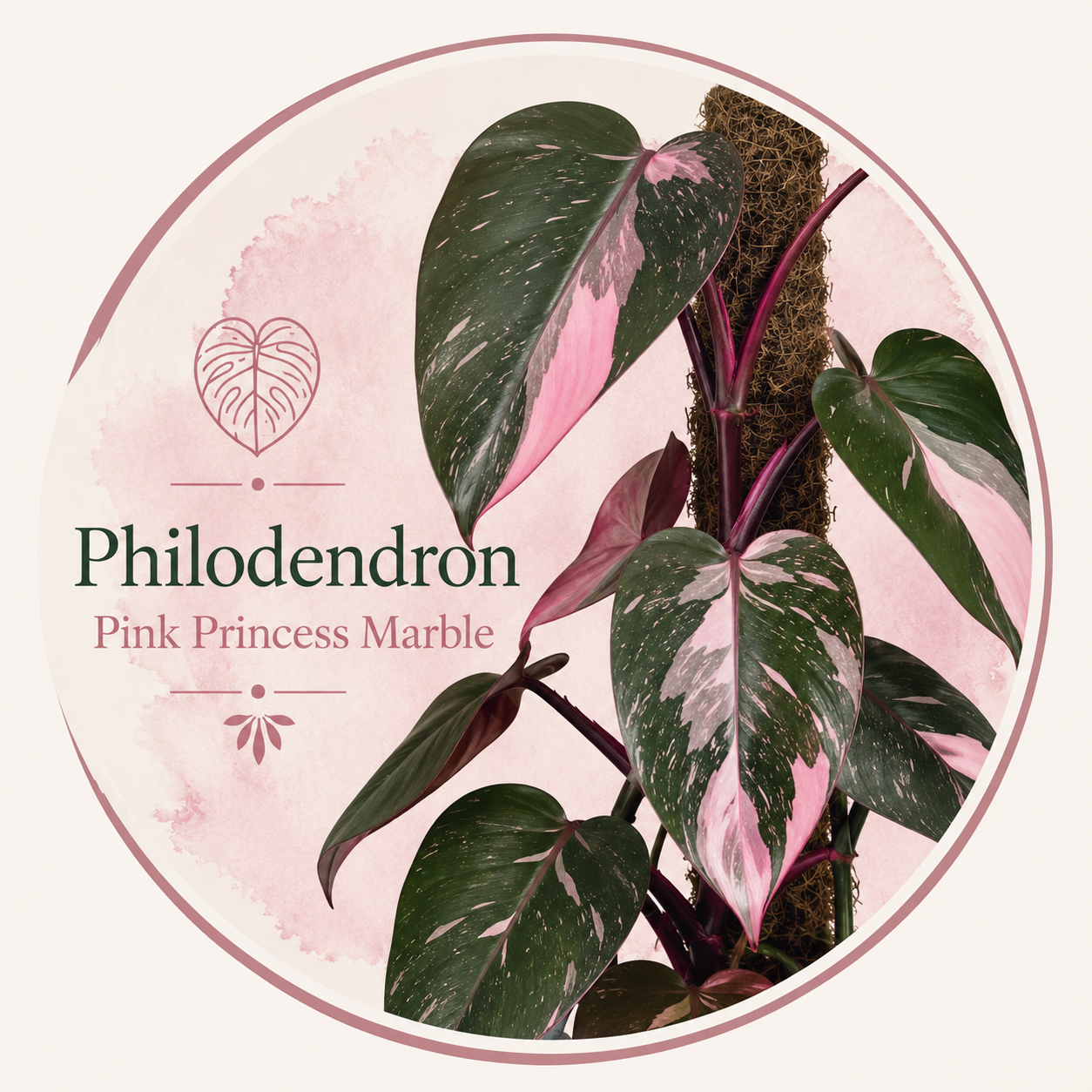 Botanická ilustrace Philodendron Pink Princess Marble s charakteristickými růžově, bíle a zeleně mramorovanými listy na mechové opoře. Jemné růžové akvarelové pozadí doplňuje elegantní označení názvu rostliny